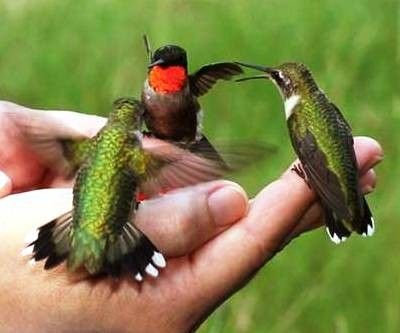 Le colibri à gorge rubis 